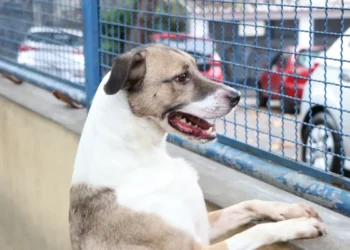Veterinários alertam que fogos de artifício no Réveillon podem causar estresse, acidentes e até morte de cães e gatos. Veja cuidados essenciais.