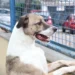 Veterinários alertam que fogos de artifício no Réveillon podem causar estresse, acidentes e até morte de cães e gatos. Veja cuidados essenciais.