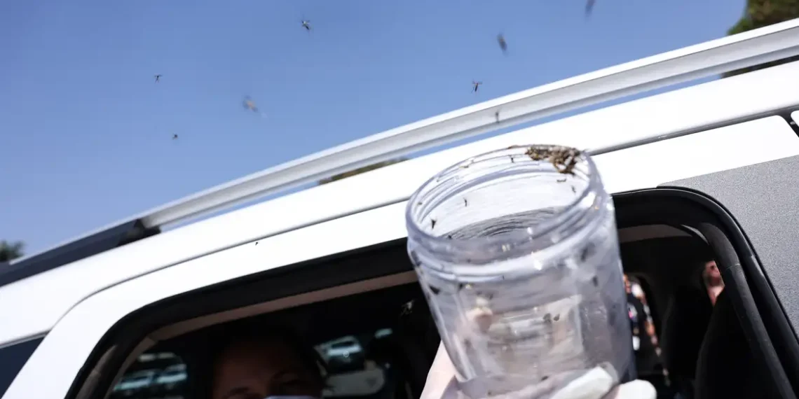 Ministério da Saúde inicia liberação de mosquitos estéreis em aldeia indígena de Pernambuco para combater dengue, Zika e chikungunya sem uso de inseticidas.