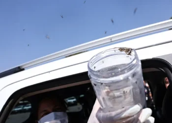 Ministério da Saúde inicia liberação de mosquitos estéreis em aldeia indígena de Pernambuco para combater dengue, Zika e chikungunya sem uso de inseticidas.