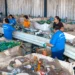 Pesquisa no RJ aponta que embalagens plásticas de baixa reciclabilidade causam perdas econômicas e sobrecarga de trabalho para catadores, com prejuízos mensais de até R$ 3,7 mil.
