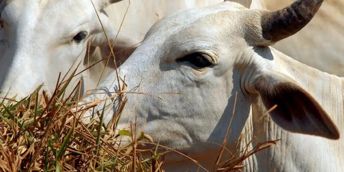 Mercy for Animals alerta na Câmara sobre riscos sanitários, ambientais e econômicos da exportação de animais vivos. Brasil segue tendência oposta a países que já proibiram a prática.