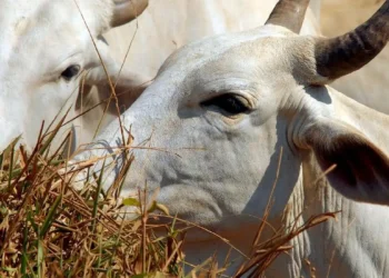 Mercy for Animals alerta na Câmara sobre riscos sanitários, ambientais e econômicos da exportação de animais vivos. Brasil segue tendência oposta a países que já proibiram a prática.