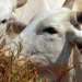 Mercy for Animals alerta na Câmara sobre riscos sanitários, ambientais e econômicos da exportação de animais vivos. Brasil segue tendência oposta a países que já proibiram a prática.
