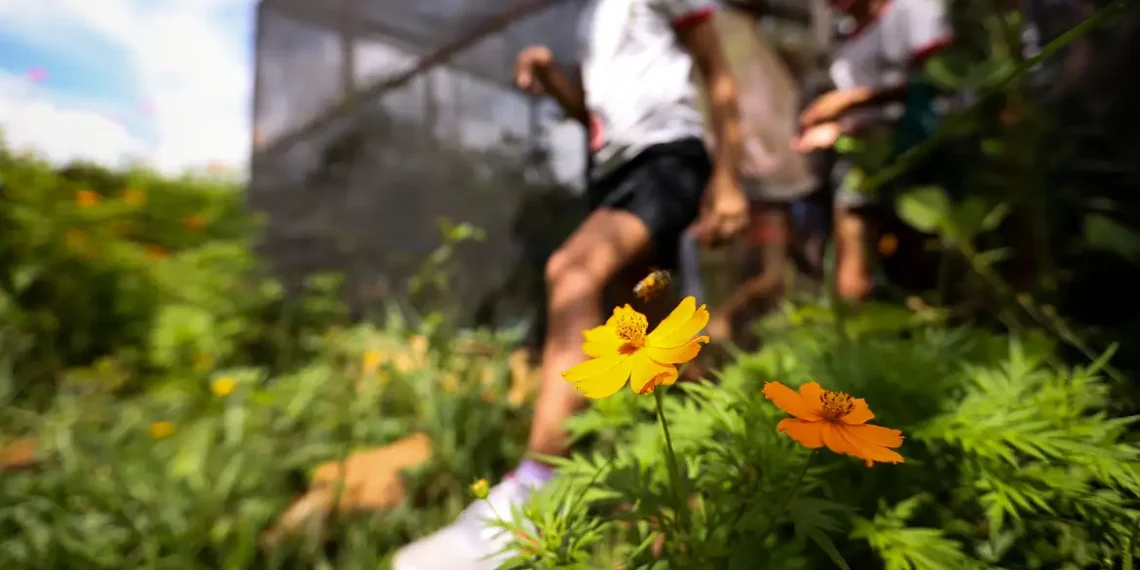 Dia da Educação Ambiental evidencia projetos que estimulam sustentabilidade, reciclagem e preservação da natureza, impactando crianças, jovens e comunidades em todo o país.