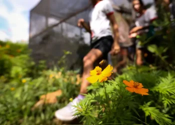 Dia da Educação Ambiental evidencia projetos que estimulam sustentabilidade, reciclagem e preservação da natureza, impactando crianças, jovens e comunidades em todo o país.