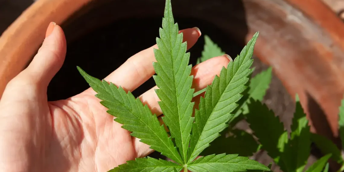 Anvisa se reúne para discutir regras para produção de cannabis medicinal no Brasil após decisão do STJ que determinou regulamentação do cultivo.