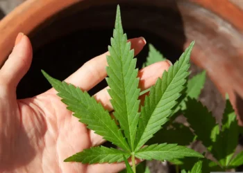 Anvisa se reúne para discutir regras para produção de cannabis medicinal no Brasil após decisão do STJ que determinou regulamentação do cultivo.