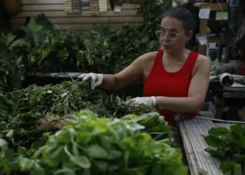 Barracas de ervas no Mercadão de Madureira mantêm viva a tradição das religiões afro-brasileiras, unindo agricultura, espiritualidade e saberes ancestrais com atenção ao uso seguro das plantas.