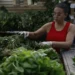 Barracas de ervas no Mercadão de Madureira mantêm viva a tradição das religiões afro-brasileiras, unindo agricultura, espiritualidade e saberes ancestrais com atenção ao uso seguro das plantas.