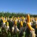 Fertilizantes e defensivos biológicos representam 70% das invenções verdes brasileiras no agro, segundo relatório do INPI sobre patentes entre 2012 e 2025.