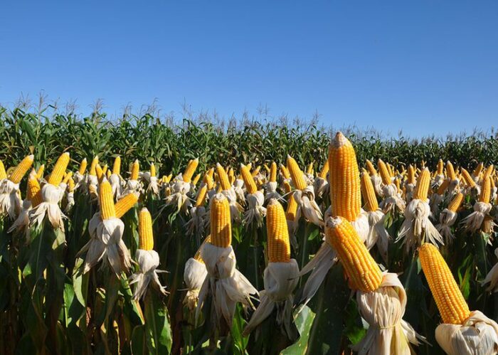 Fertilizantes e defensivos biológicos representam 70% das invenções verdes brasileiras no agro, segundo relatório do INPI sobre patentes entre 2012 e 2025.