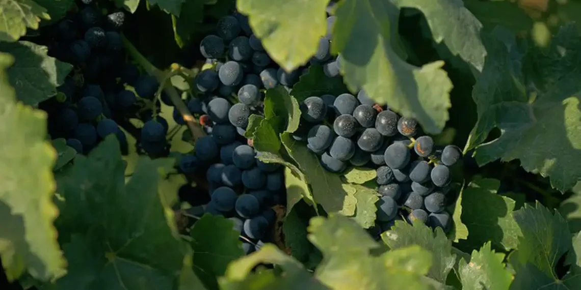 TV Brasil apresenta o documentário Ensinando Como Apreciar Vinhos, que explora a cultura vinícola brasileira, o conceito de terroir e a identidade dos vinhos nacionais.