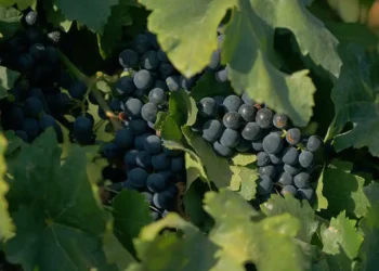 TV Brasil apresenta o documentário Ensinando Como Apreciar Vinhos, que explora a cultura vinícola brasileira, o conceito de terroir e a identidade dos vinhos nacionais.