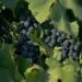 TV Brasil apresenta o documentário Ensinando Como Apreciar Vinhos, que explora a cultura vinícola brasileira, o conceito de terroir e a identidade dos vinhos nacionais.