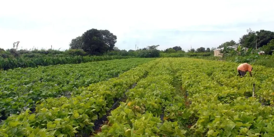 Acordo entre Mercosul e União Europeia deve beneficiar a agricultura familiar, ampliando exportações de café, frutas e lácteos, segundo o ministro Paulo Teixeira.