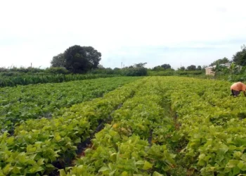 Acordo entre Mercosul e União Europeia deve beneficiar a agricultura familiar, ampliando exportações de café, frutas e lácteos, segundo o ministro Paulo Teixeira.