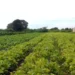 Acordo entre Mercosul e União Europeia deve beneficiar a agricultura familiar, ampliando exportações de café, frutas e lácteos, segundo o ministro Paulo Teixeira.