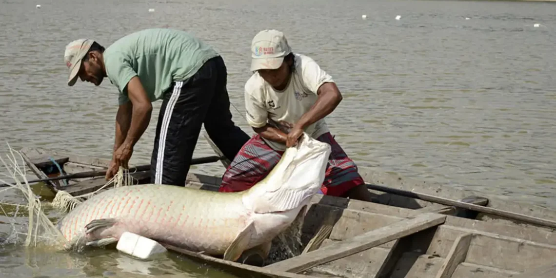 Pesquisa inédita da UFPA sequencia o genoma do pirarucu e do filhote, ampliando a proteção de peixes amazônicos e apoiando políticas públicas de conservação.