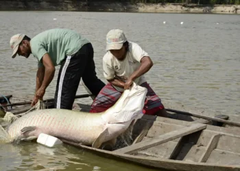 Pesquisa inédita da UFPA sequencia o genoma do pirarucu e do filhote, ampliando a proteção de peixes amazônicos e apoiando políticas públicas de conservação.