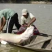 Pesquisa inédita da UFPA sequencia o genoma do pirarucu e do filhote, ampliando a proteção de peixes amazônicos e apoiando políticas públicas de conservação.