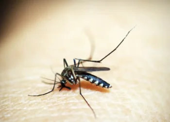 Maior estudo global sobre sequelas do zika reúne dados de 843 crianças brasileiras e detalha impactos neurológicos, sensoriais e sociais da doença.