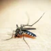 Maior estudo global sobre sequelas do zika reúne dados de 843 crianças brasileiras e detalha impactos neurológicos, sensoriais e sociais da doença.