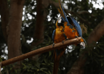Araras-canindés retornam ao ParqExcluir cacheue Nacional da Tijuca após 200 anos. Projeto de refaunação aposta em ciência cidadã para monitoramento das aves.