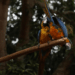 Araras-canindés retornam ao ParqExcluir cacheue Nacional da Tijuca após 200 anos. Projeto de refaunação aposta em ciência cidadã para monitoramento das aves.