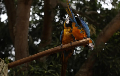 Araras-canindés retornam ao ParqExcluir cacheue Nacional da Tijuca após 200 anos. Projeto de refaunação aposta em ciência cidadã para monitoramento das aves.