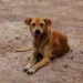 Lei em vigor reconhece o vira-lata caramelo como expressão cultural de São Paulo e amplia o debate sobre proteção animal e combate ao abandono.