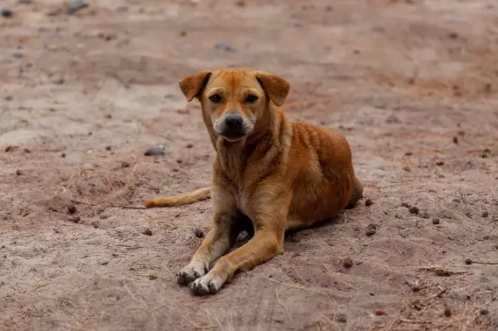 Lei em vigor reconhece o vira-lata caramelo como expressão cultural de São Paulo e amplia o debate sobre proteção animal e combate ao abandono.