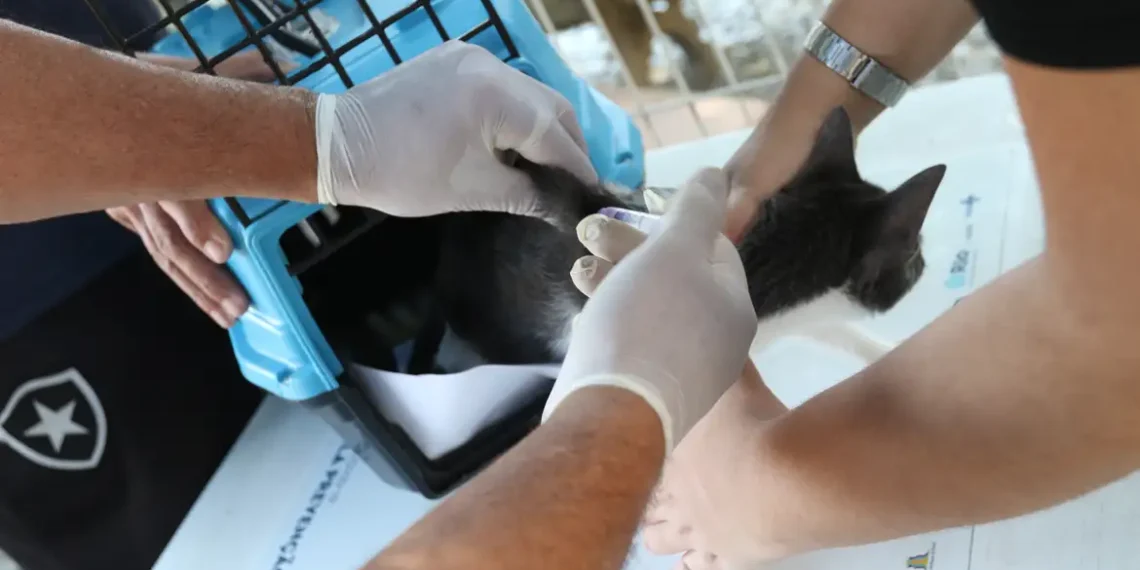 Conselho de Veterinária alerta para o aumento de casos de esporotricose em gatos em São Paulo e destaca riscos à saúde humana.