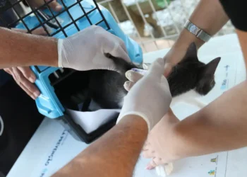 Conselho de Veterinária alerta para o aumento de casos de esporotricose em gatos em São Paulo e destaca riscos à saúde humana.