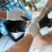 Conselho de Veterinária alerta para o aumento de casos de esporotricose em gatos em São Paulo e destaca riscos à saúde humana.