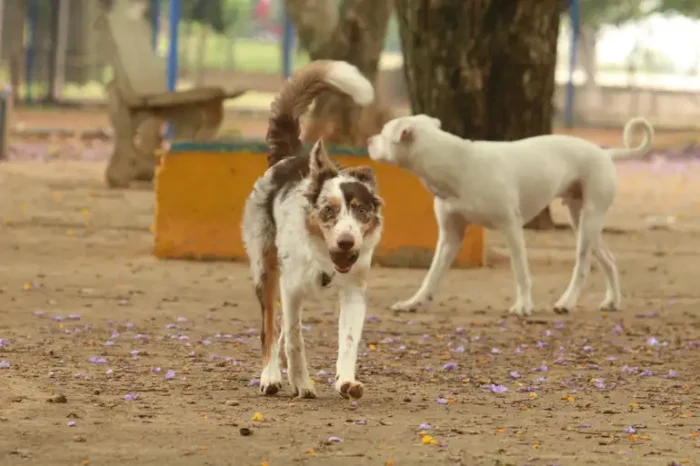 Evento da Prefeitura de São Paulo oferece mais de 300 pets para adoção neste sábado (24), em Santana, com orientação sobre guarda responsável.