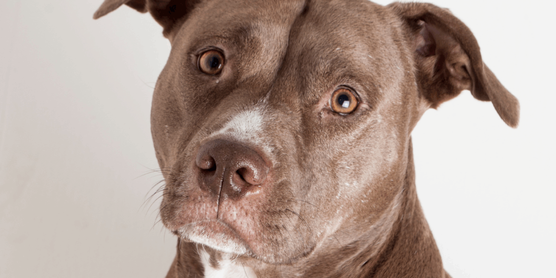 Tutor de pitbull é condenado pela Justiça do Espírito Santo a pagar indenização após ataque a um shih tzu na Serra. Animal sofreu ferimentos graves e precisou de cirurgia.