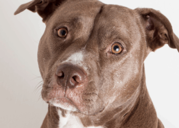 Tutor de pitbull é condenado pela Justiça do Espírito Santo a pagar indenização após ataque a um shih tzu na Serra. Animal sofreu ferimentos graves e precisou de cirurgia.