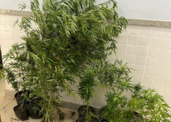 Operação da Polícia Civil do Espírito Santo apreende 18 pés de maconha em Divino de São Lourenço e prende em flagrante proprietário de hostel por tráfico de drogas.