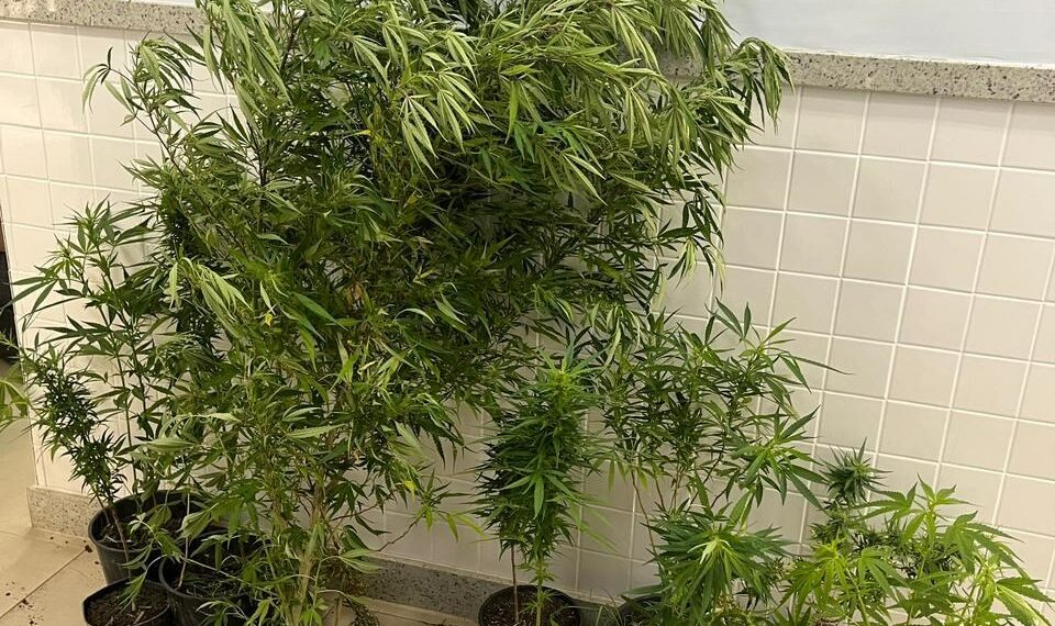 Operação da Polícia Civil do Espírito Santo apreende 18 pés de maconha em Divino de São Lourenço e prende em flagrante proprietário de hostel por tráfico de drogas.