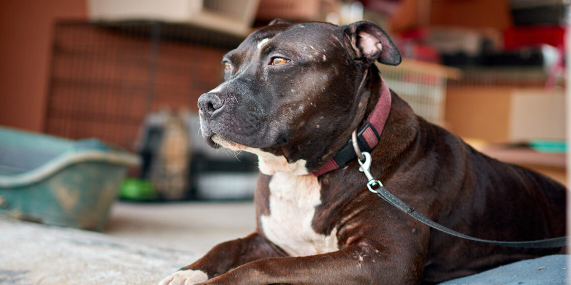 Projeto em tramitação na Ales propõe proibir criação, comercialização e circulação de pit bulls em locais públicos no Espírito Santo, além de reforçar regras para tutores.