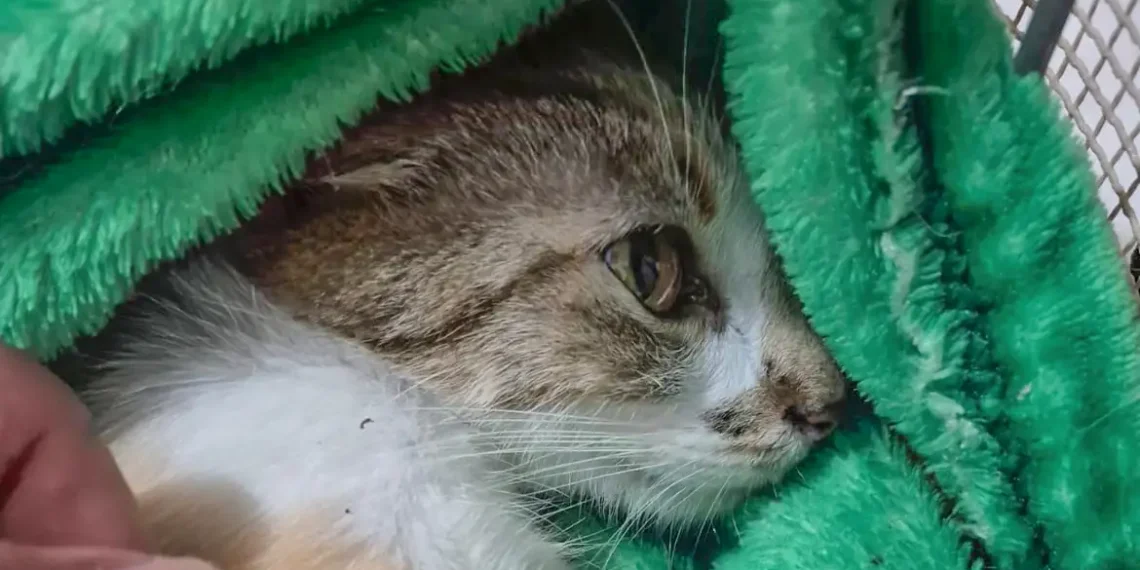 Mulher é presa em flagrante em Curitiba após arremessar gata do 12º andar. Animal sobreviveu, mas está em estado grave sob cuidados veterinários.
