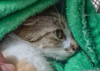 Mulher é presa em flagrante em Curitiba após arremessar gata do 12º andar. Animal sobreviveu, mas está em estado grave sob cuidados veterinários.