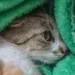 Mulher é presa em flagrante em Curitiba após arremessar gata do 12º andar. Animal sobreviveu, mas está em estado grave sob cuidados veterinários.