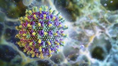 Ministério da Saúde esclarece que o Brasil não tem casos confirmados de vírus Nipah e reforça que o risco para a população é baixo, segundo avaliação da OMS.