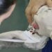Hospitais universitários da Rede Ebserh oferecem diagnóstico avançado e tratamento multiprofissional para doenças raras pelo SUS, com apoio de exames genéticos e pesquisas inovadoras.