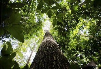 Fundo Amazônia anuncia R$ 80 milhões para projetos de produção sustentável na Amazônia Legal, beneficiando comunidades tradicionais e agricultores familiares.