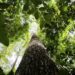 Fundo Amazônia anuncia R$ 80 milhões para projetos de produção sustentável na Amazônia Legal, beneficiando comunidades tradicionais e agricultores familiares.