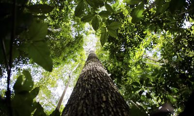 Fundo Amazônia anuncia R$ 80 milhões para projetos de produção sustentável na Amazônia Legal, beneficiando comunidades tradicionais e agricultores familiares.