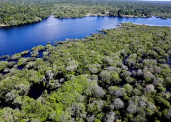 Governo abre edital de R$ 131,9 milhões para ações contra o desmatamento na Amazônia. Projeto prevê assistência técnica e apoio a agricultores familiares.